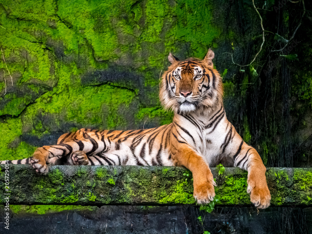 Beautiful Bengal tiger, queen tiger in forest show action nature. Beautiful Bengal tiger, queen tiger in forest show action nature.
