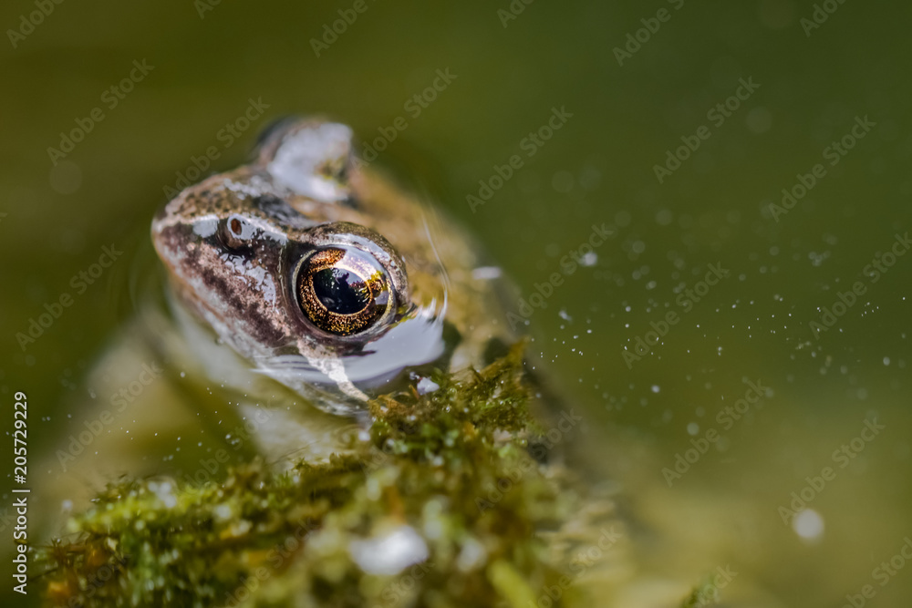 Fototapeta premium Brown frog swimming