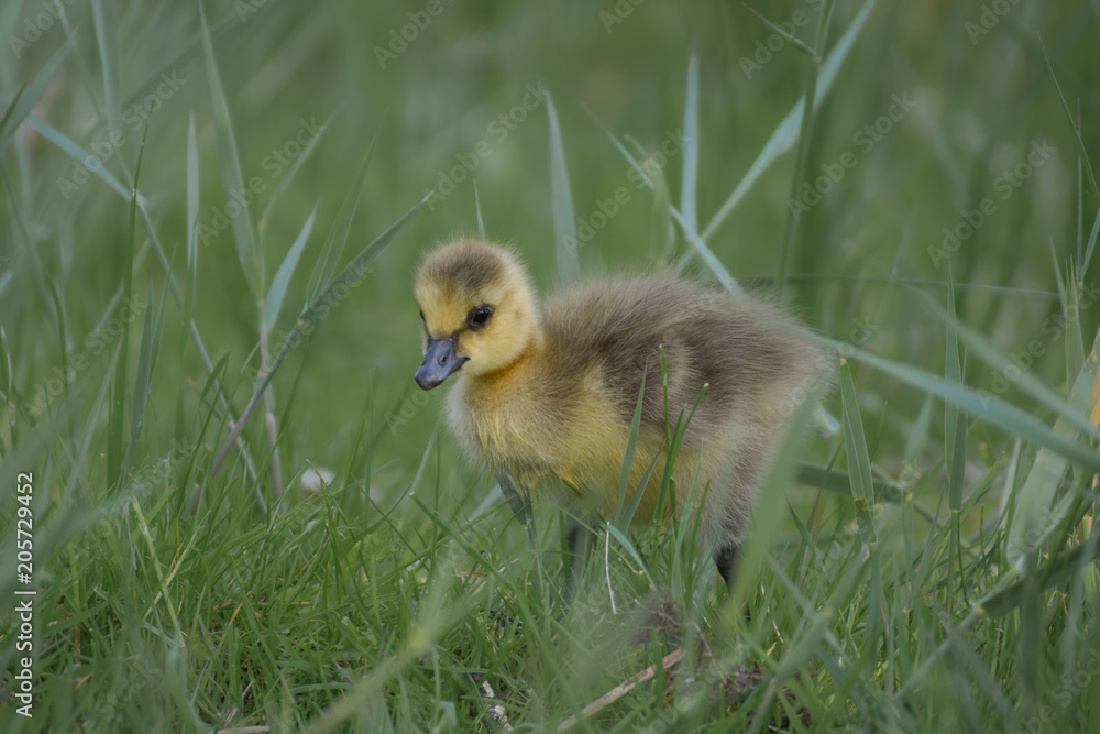 Gosling in grass Gosling in grass