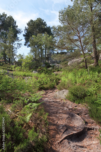 Apremont rocks hiking trail number 6 in fontainebleau forest