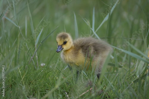 Gosling in grass