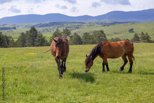 Spring landscape with horses grazing on fresh green mountain pasture