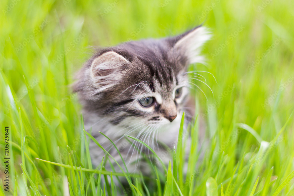 cute little kitten sitting in the grass in the sun