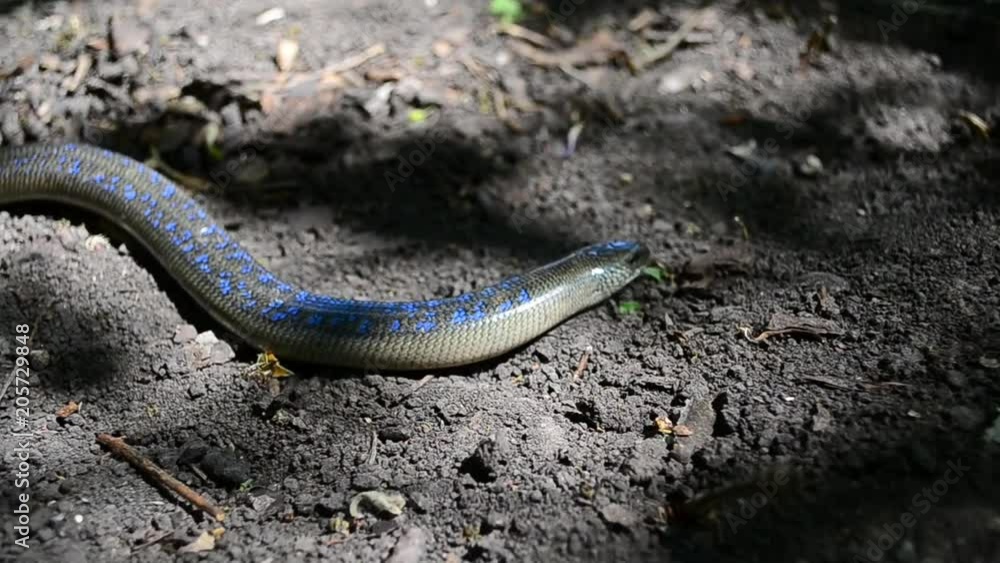 Anguis fragilis, slowworm, blindworm, deaf adder, long-cripple, common slowworm Anguis fragilis, slowworm, blindworm, deaf adder, long-cripple, common slowworm