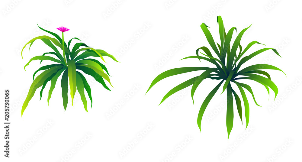illustration of Bush illustration of Bush