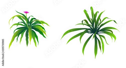illustration of Bush
