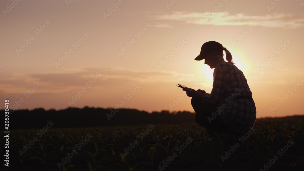 Fototapeta premium A female farmer is working in the field at sunset. Studying plant shoots, using a tablet