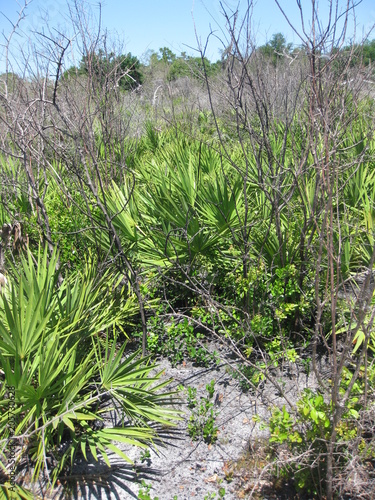 Wilde Landschaft in Florida