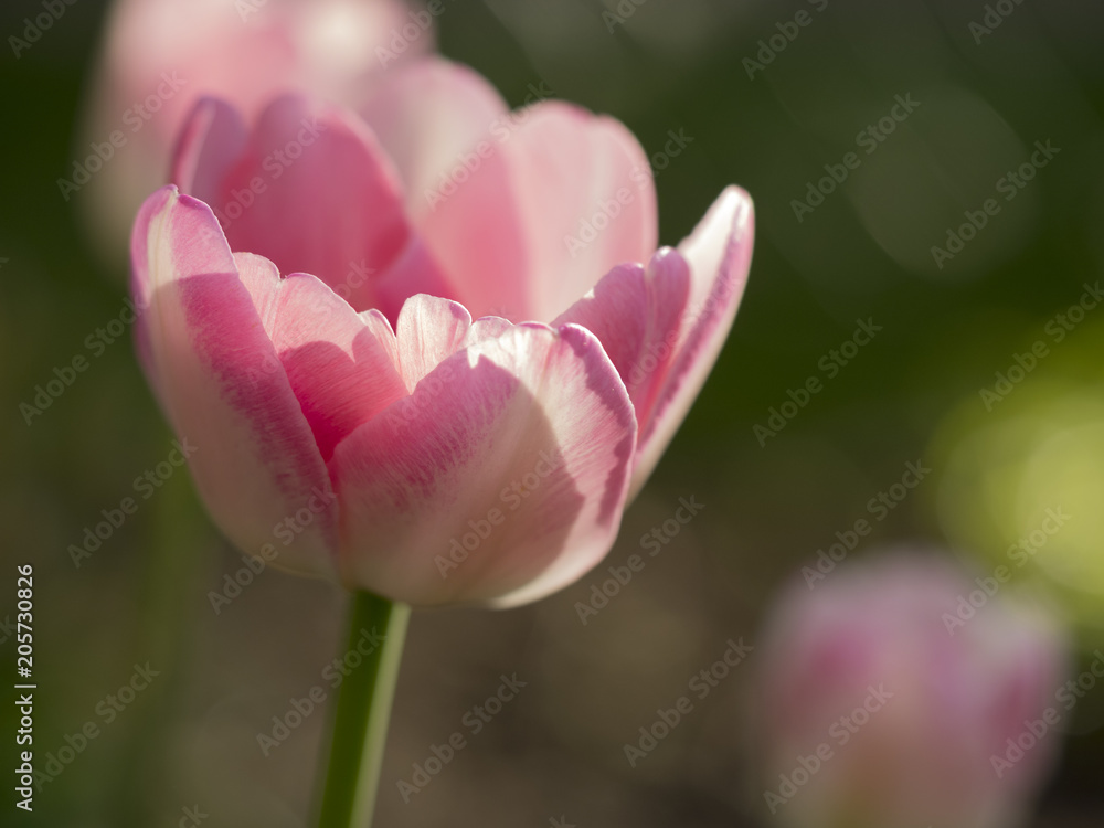 Rosa Tulpe im Sonnenlicht Rosa Tulpe im Sonnenlicht