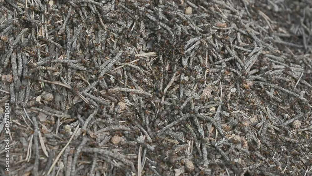 wild life Belarus, Europe: Colony Of Ants close up wild life Belarus, Europe: Colony Of Ants close up