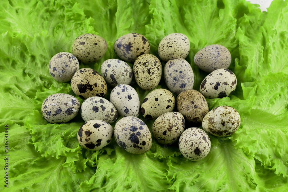 Obraz premium Quail colorful spotted eggs on a green background of fresh juicy salad, of lettuce leaves. Diet food, healthy food. Closeup