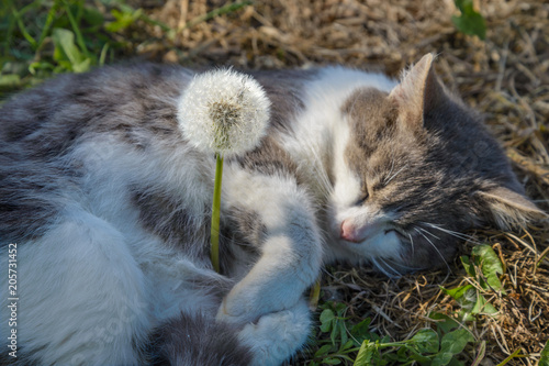 The gray cat and dandelion