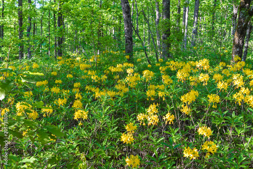 Yellow rhododendron thickets