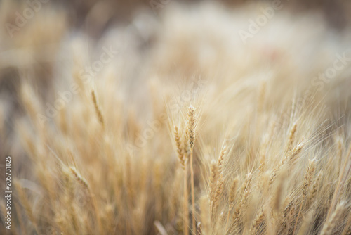 Wheat field with blurred background