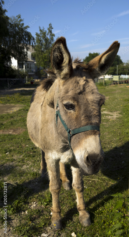 Donkey on the pasture in the Black Forest, Buehl, Germany, Baden Wuerttemberg Donkey on the pasture in the Black Forest, Buehl, Germany, Baden Wuerttemberg