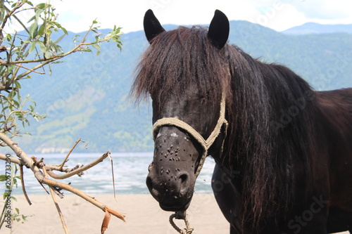 Hairy brown horse on the shore