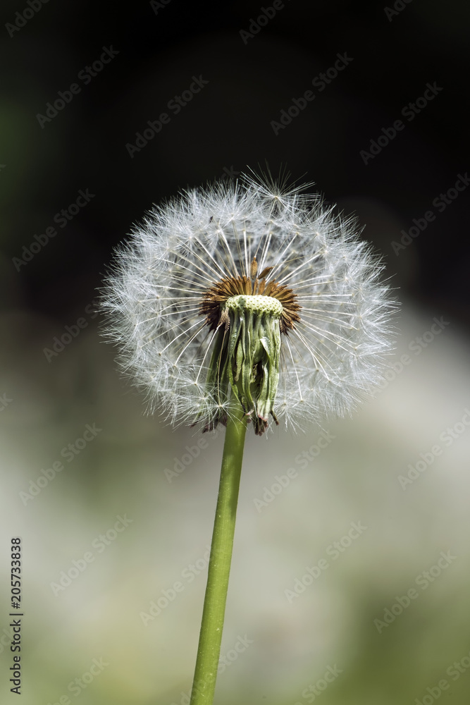 Faded dandelion half deflated by wind (Taraxacum officinale)