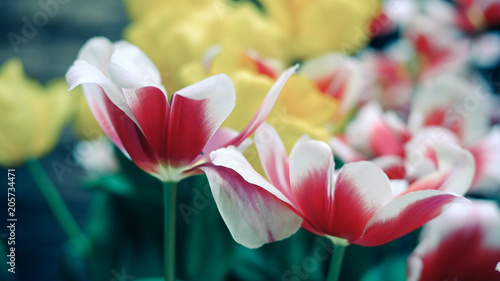 Close up red tulip flowers and yellow flowers background