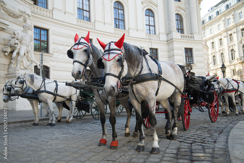 The horses harnessed in a fiacre close up. Tourist transport of Vienna