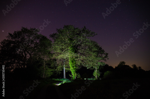 Baum beleuchtet in der Nacht