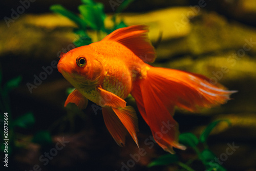 Goldfish in aquarium with green plant and stones in the background