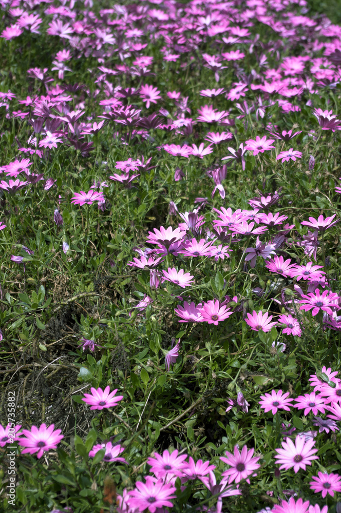 Obraz premium Flowefield