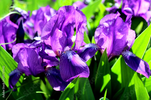 blooming iris flower in summer on a flower bed