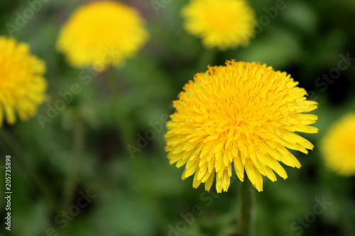 yellow dandelion flower on a green juicy meadow