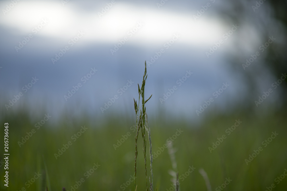 Fototapeta premium Flower on field