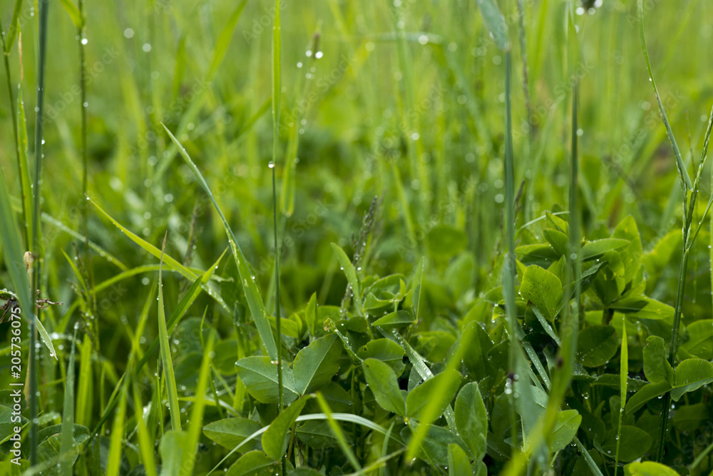 Obraz premium Flower on field