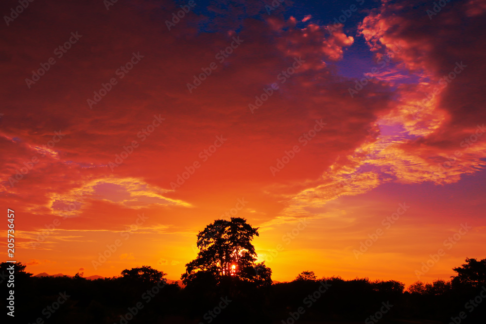 sunset beautiful in sky dark color and silhouette tree  landscape colorful twilight time