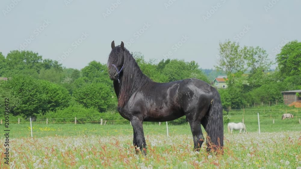 Black horse with long mane in flower field against sky Black horse with long mane in flower field against sky