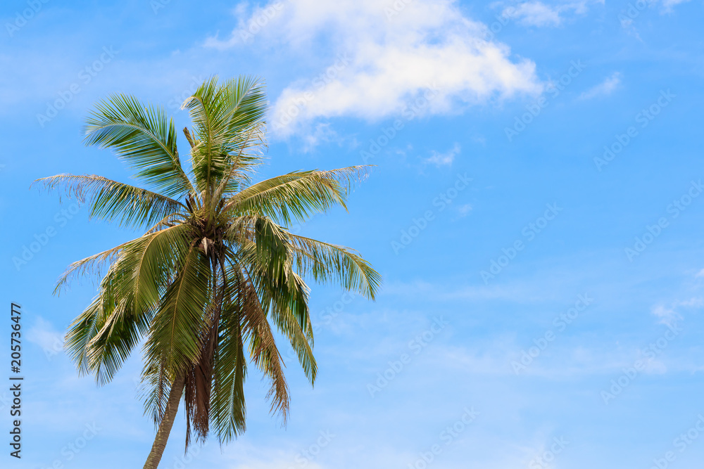 coconut tree on sky background bottom view with copy space add text coconut tree on sky background bottom view with copy space add text