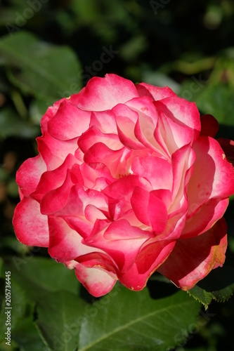 Wallpaper Mural 植物の写真 Torontodigital.ca