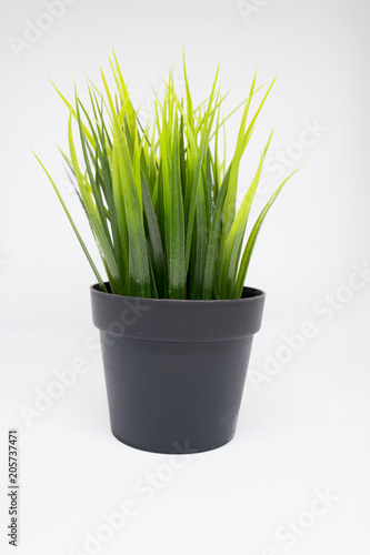  pot of green grasses isolated on white background 