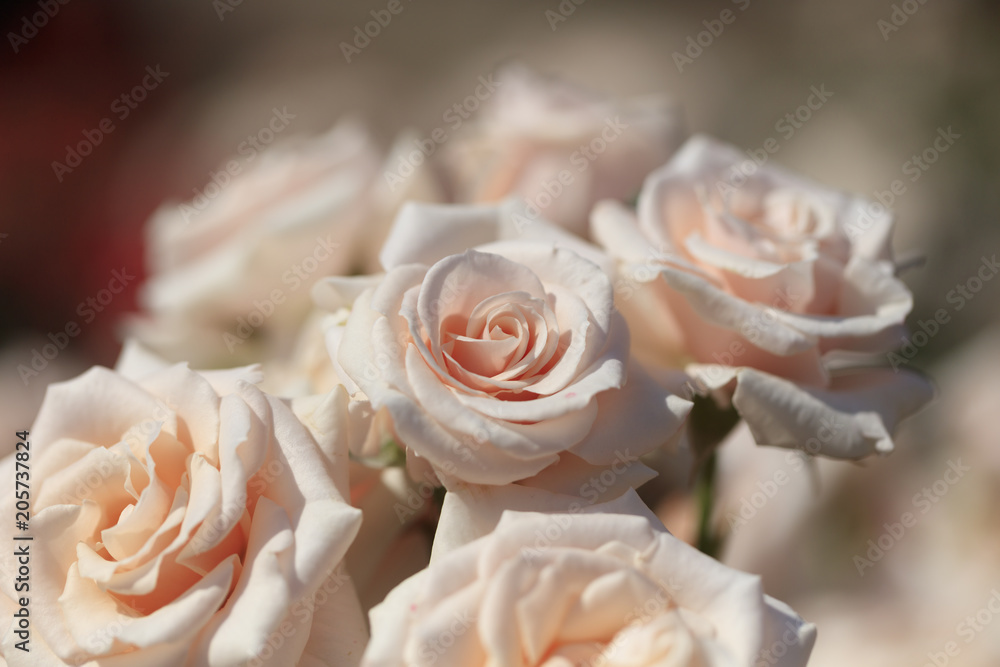Bouquet of roses - Spring flowers in Japan - Bouquet of roses - Spring flowers in Japan -
