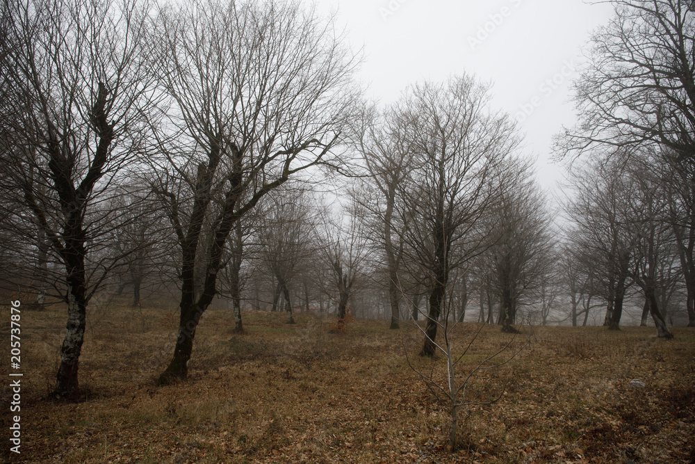 Landscape with beautiful fog in forest on hill or Trail through a mysterious winter forest with autumn leaves on the ground. Road through a winter forest. Magical atmosphere. Azerbaijan Landscape with beautiful fog in forest on hill or Trail through a mysterious winter forest with autumn leaves on the ground. Road through a winter forest. Magical atmosphere. Azerbaijan