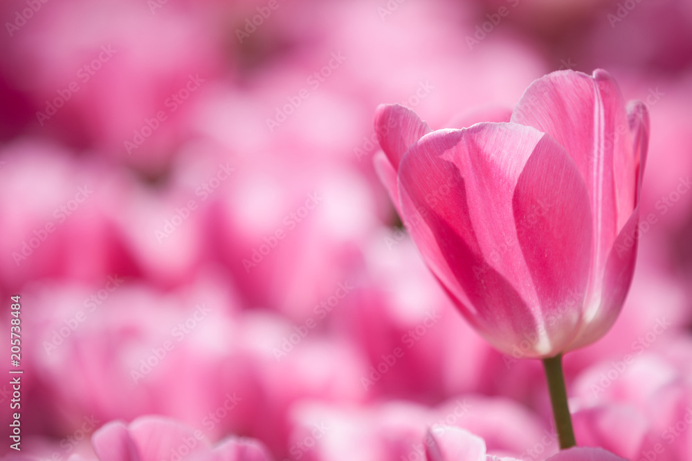 Rosa Tulpe vor Blütenmeer