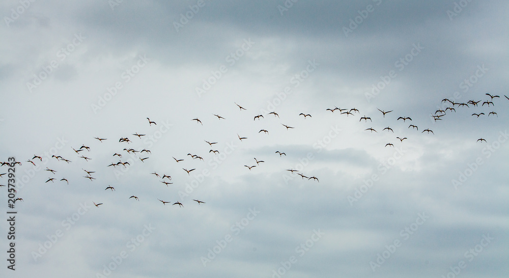 Flamencos