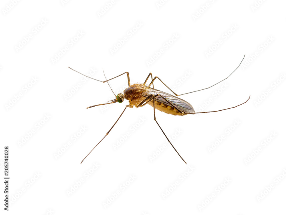 Yellow Fever, Malaria or Zika Virus Infected Mosquito Insect Isolated on White Background Yellow Fever, Malaria or Zika Virus Infected Mosquito Insect Isolated on White Background