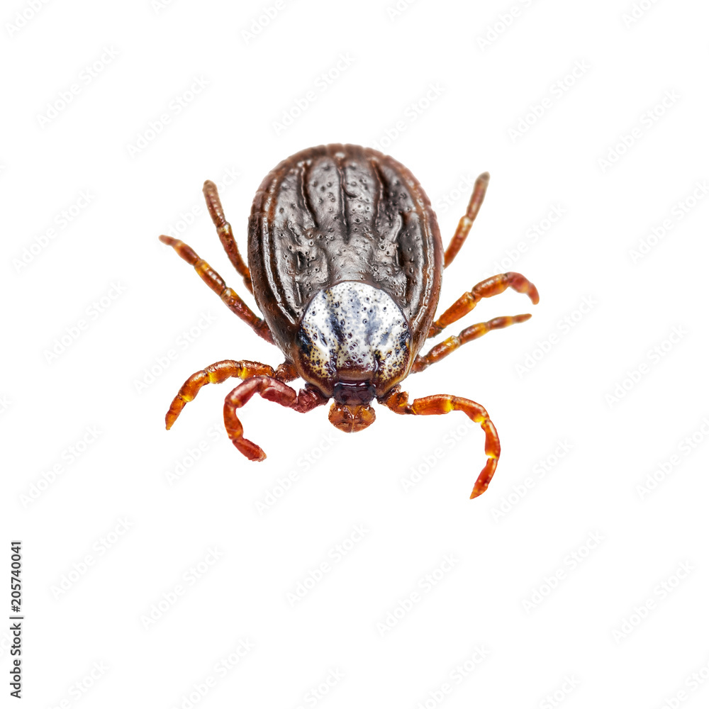 Encephalitis Virus or Lyme Disease Infected Tick Arachnid Insect Isolated on White Background Encephalitis Virus or Lyme Disease Infected Tick Arachnid Insect Isolated on White Background