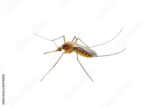 Yellow Fever, Malaria or Zika Virus Infected Mosquito Insect Isolated on White Background