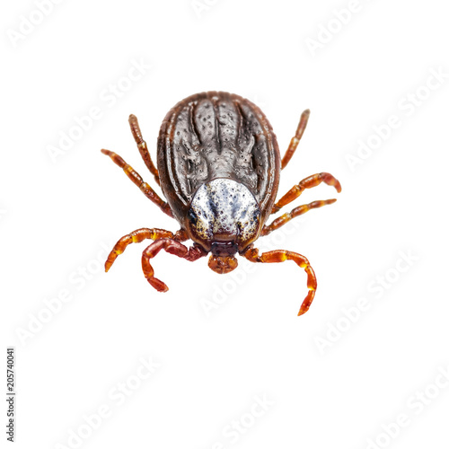 Encephalitis Virus or Lyme Disease Infected Tick Arachnid Insect Isolated on White Background