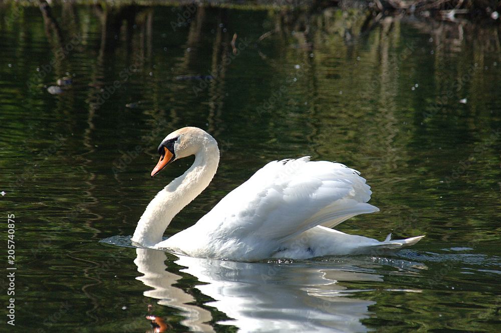 Naklejka premium Schwan an Flussufer