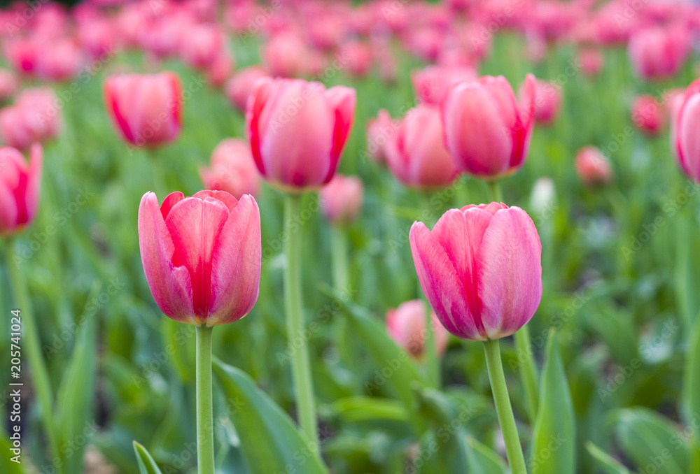 pink tulips in spring garden. nature, background.