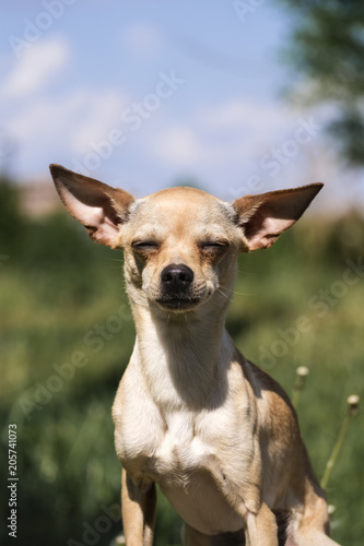 Russian smooth-coated Toy Terrier set his ears apart (Canis lupus familiaris)