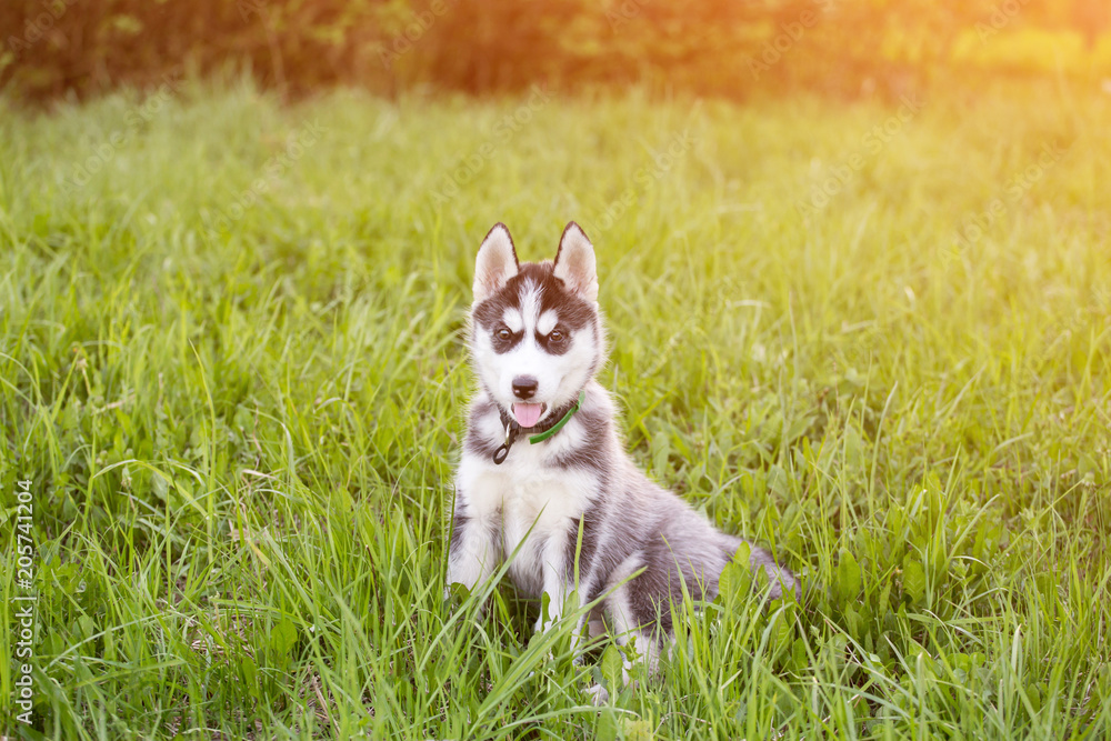 Cute Husky puppy dog sits in grass in sunlight, sunset