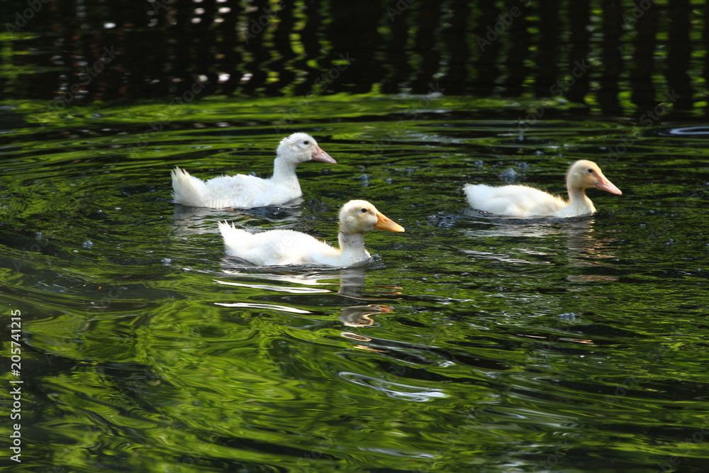 White duck. Young white ducks swimming in the water in the lake. Ducklings swim in the pond. Baby of a white duck. Fauna wallpaper. White duck. Young white ducks swimming in the water in the lake. Ducklings swim in the pond. Baby of a white duck. Fauna wallpaper.