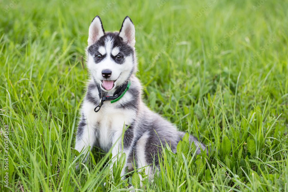Cute Husky puppy dog portrait sits in grass