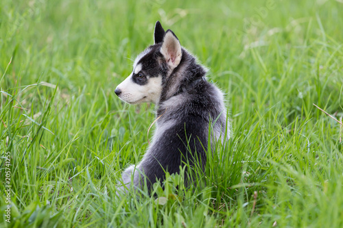 Cute Husky puppy dog sits in grass outdoors